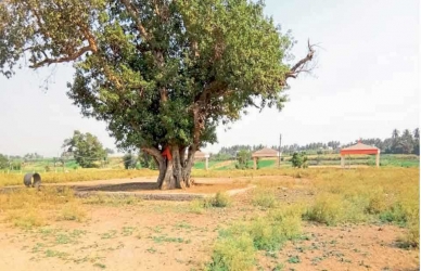 नृसिंहवाडीत साकारणार ‘गुरुसृष्टी’